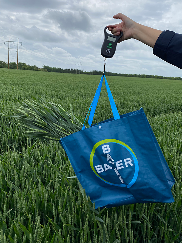 Hånd der holder pose med hvedeplanter